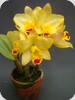 Slc.(Sc. Beaufort x Lc. Orglade's Glow) Kewipie